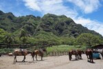 ハワイ　オアフ島　クアロア牧場